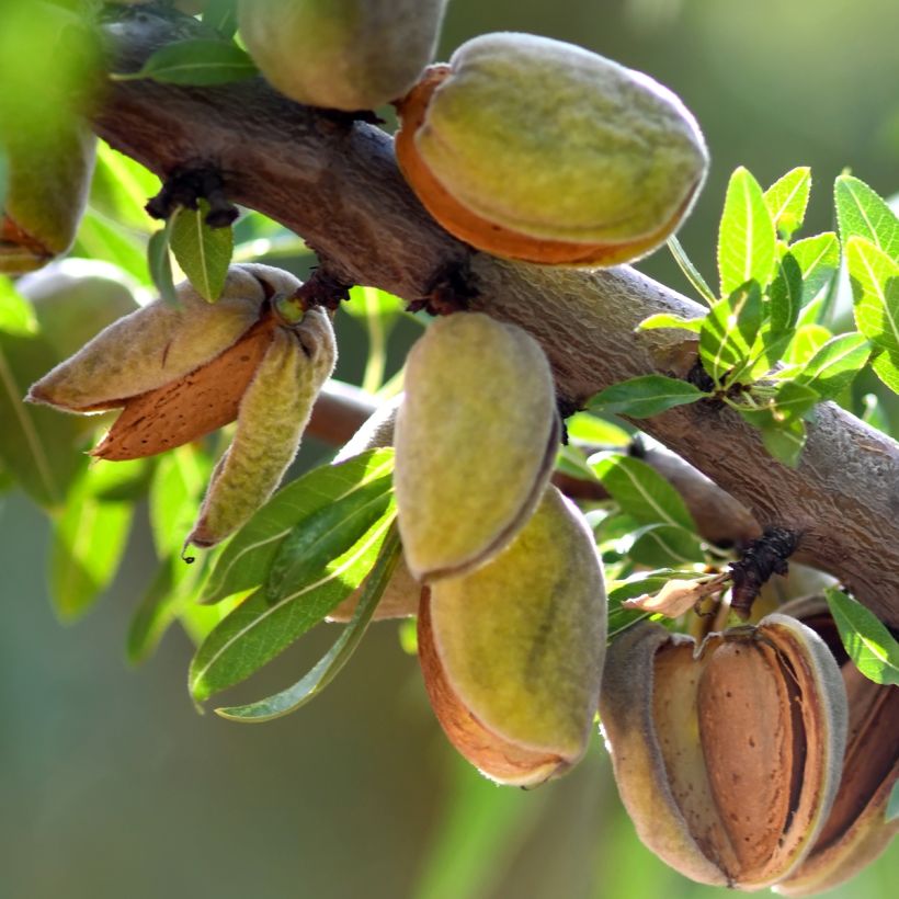 Mandelbaum Fruit me Almond me - Prunus dulcis (Harvest)