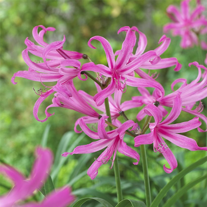 Amarine belladiva Anastasia (Flowering)