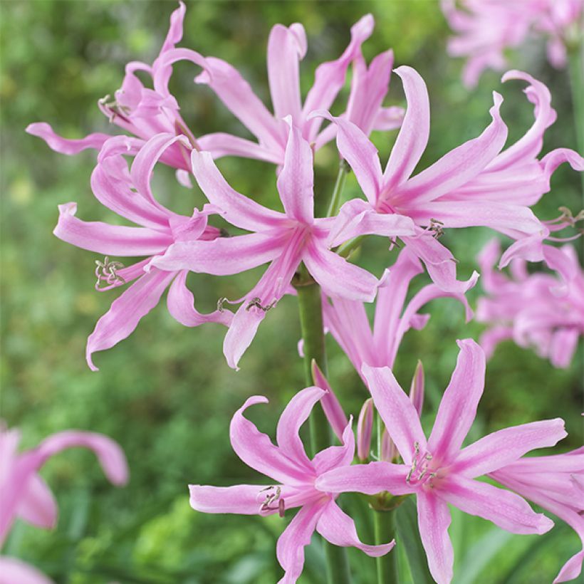 Amarine tubergenii belladiva Aphrodite (Flowering)