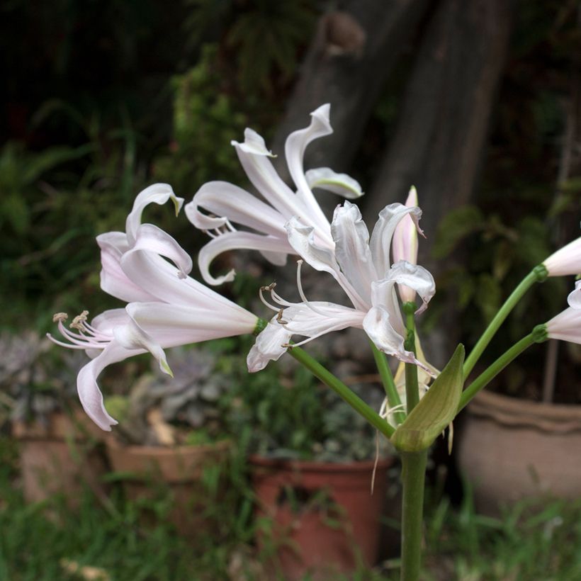 Amarine belladiva Emanuelle (Flowering)