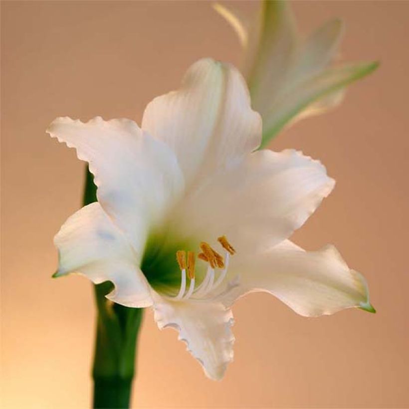 Hippeastrum Amputo - Ritterstern (Flowering)
