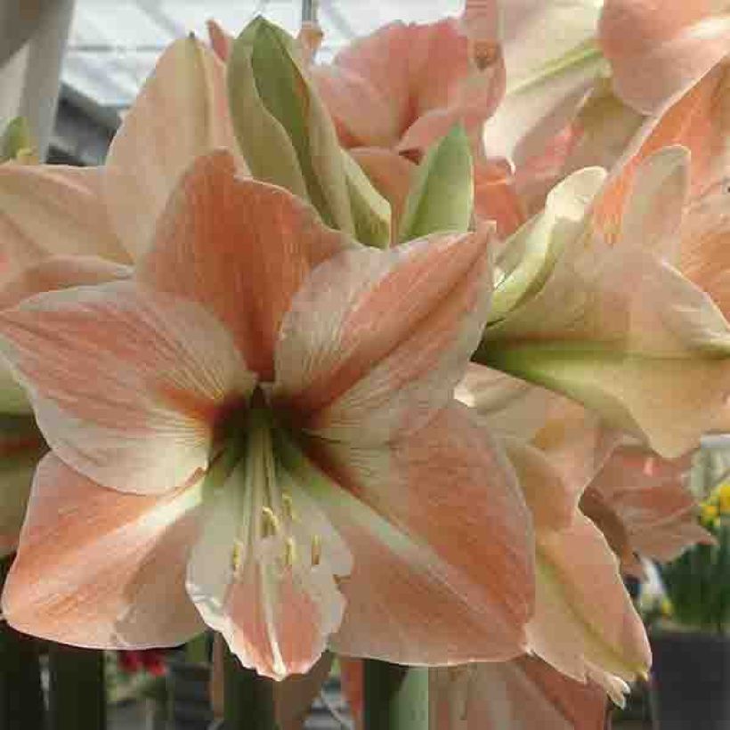 Hippeastrum Apricot Parfait - Ritterstern (Flowering)
