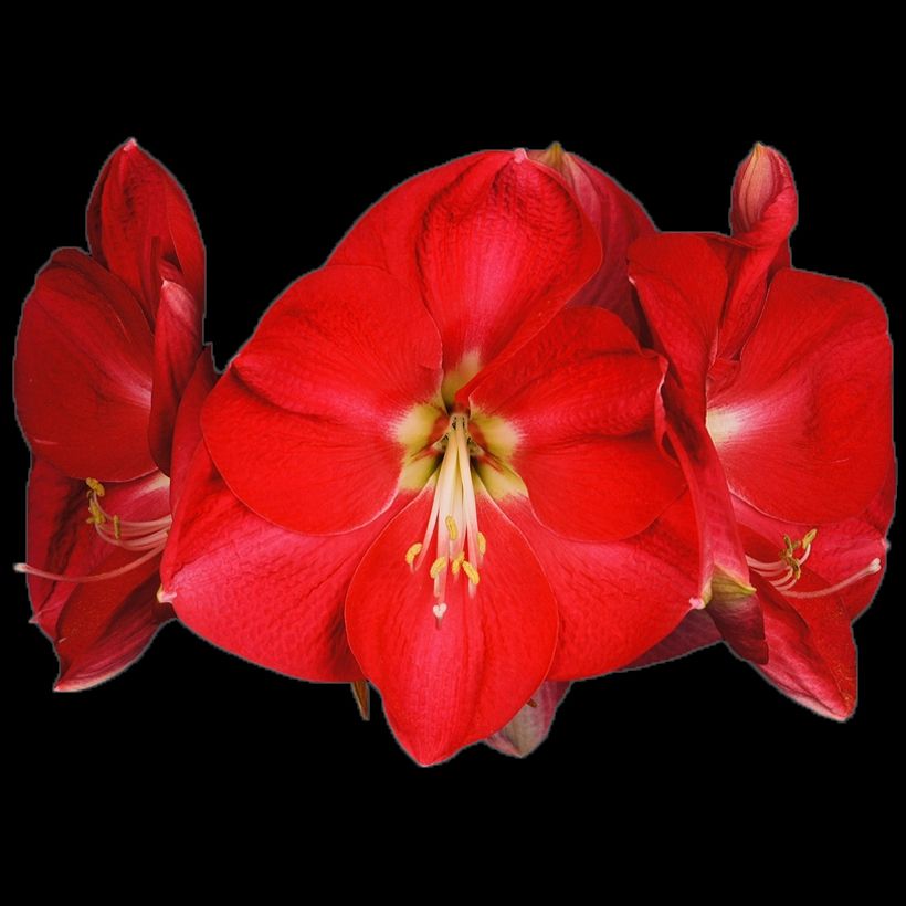 Hippeastrum Candy Cream - Ritterstern (Flowering)