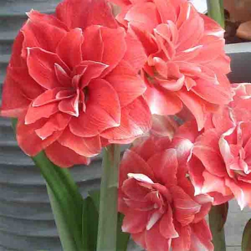 Hippeastrum Double Dream - Ritterstern (Flowering)