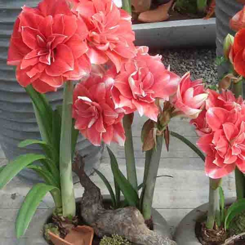 Hippeastrum Double Dream - Ritterstern (Plant habit)