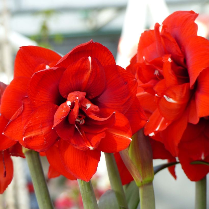 Hippeastrum Double King - Ritterstern (Flowering)