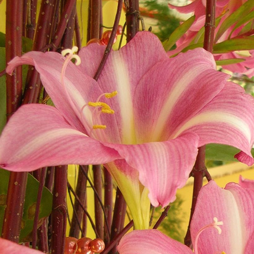 Hippeastrum Estella - Ritterstern (Flowering)