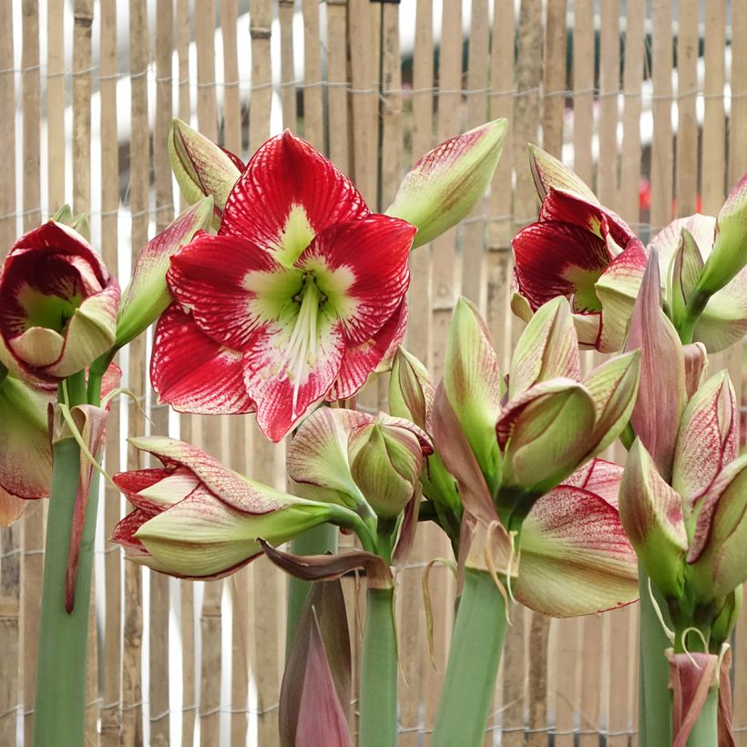 Hippeastrum Flamenco Queen - Ritterstern (Flowering)