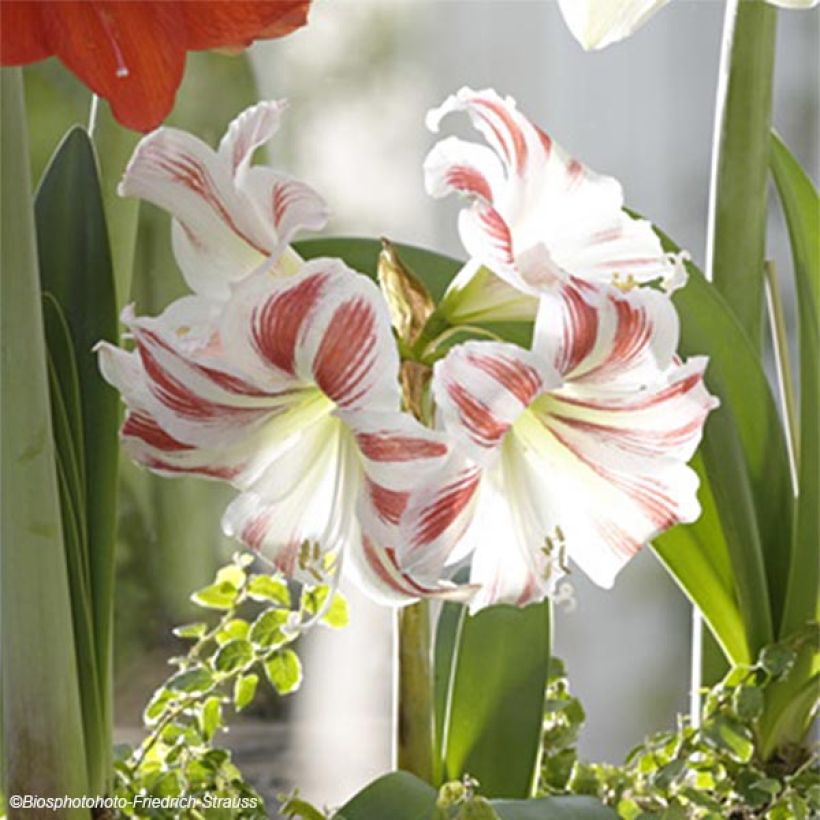 Hippeastrum Flaming Striped - Ritterstern (Flowering)