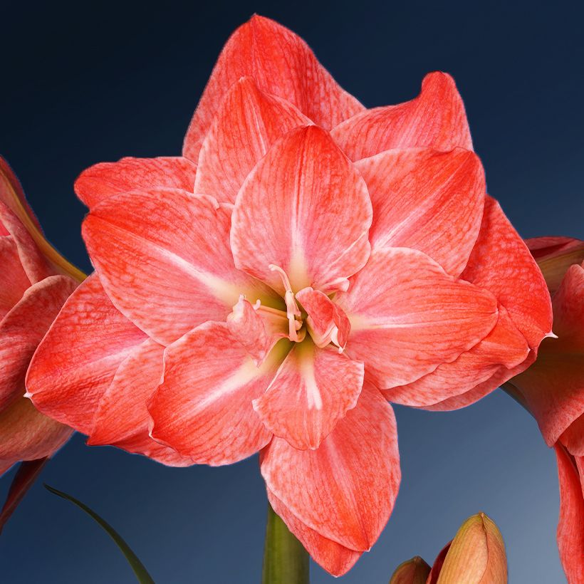 Hippeastrum Flamingo Amadeus - Ritterstern (Flowering)