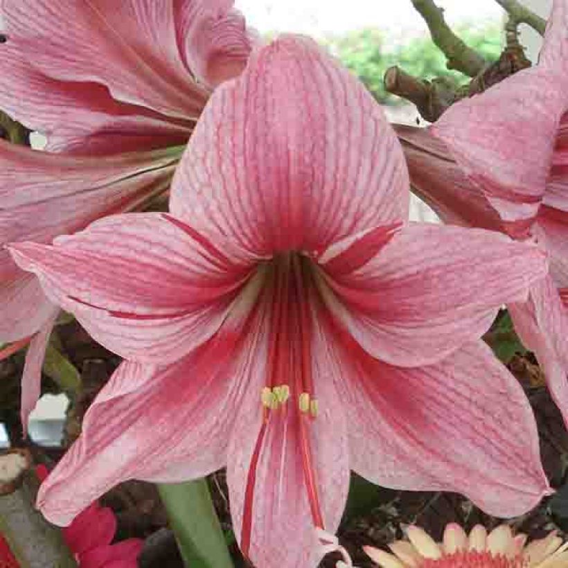 Hippeastrum Gervase - Ritterstern (Flowering)