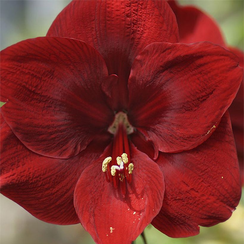 Hippeastrum Grand Diva - Ritterstern (Flowering)