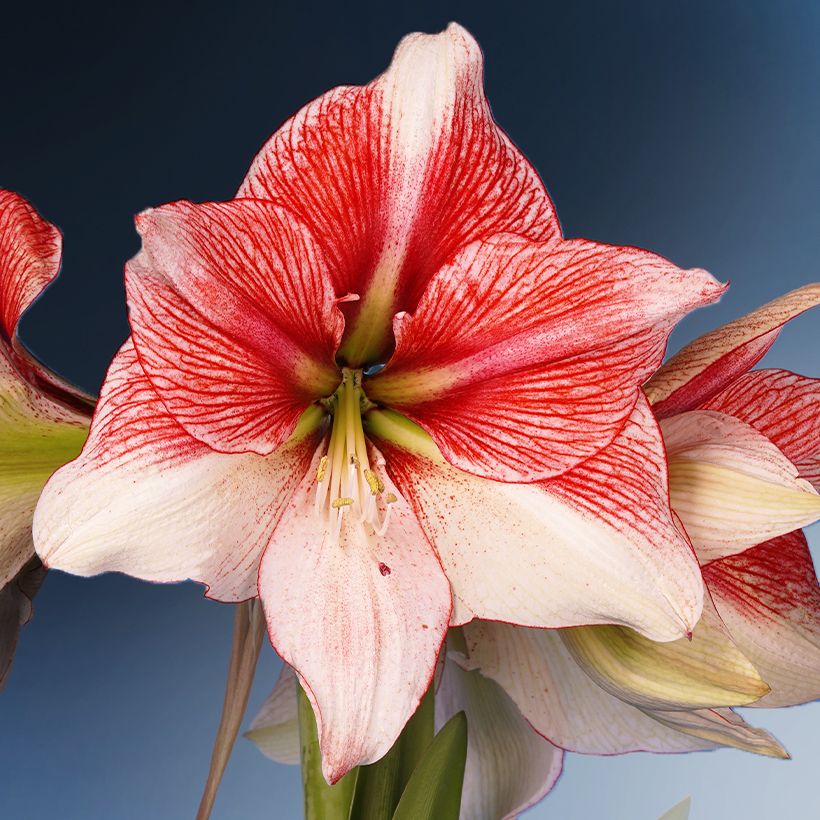Hippeastrum Grandise Fantasy - Ritterstern (Flowering)