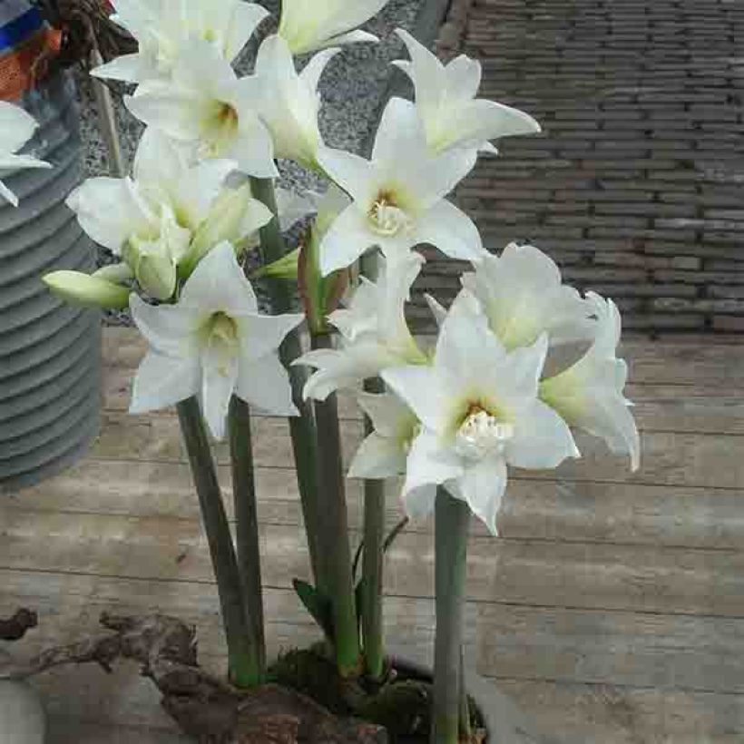 Hippeastrum Jewel - Ritterstern (Plant habit)