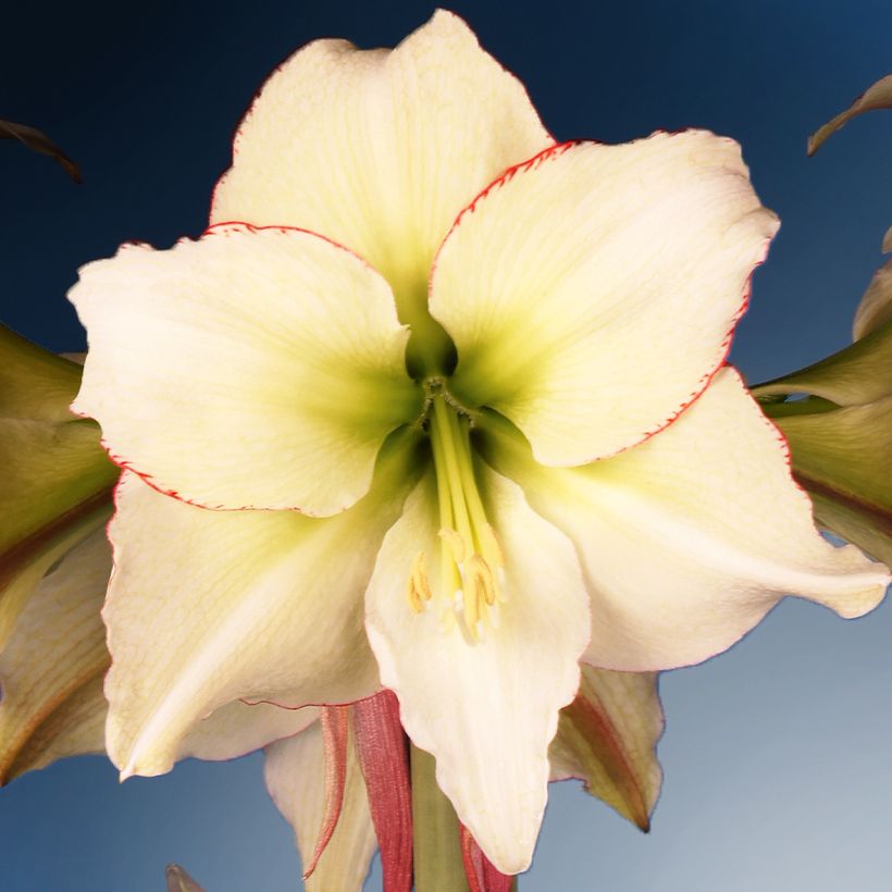 Hippeastrum Lemon Cream - Ritterstern (Flowering)