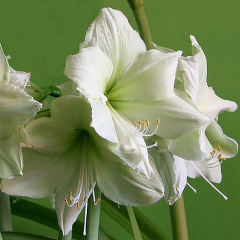 Hippeastrum Luna - Ritterstern (Flowering)