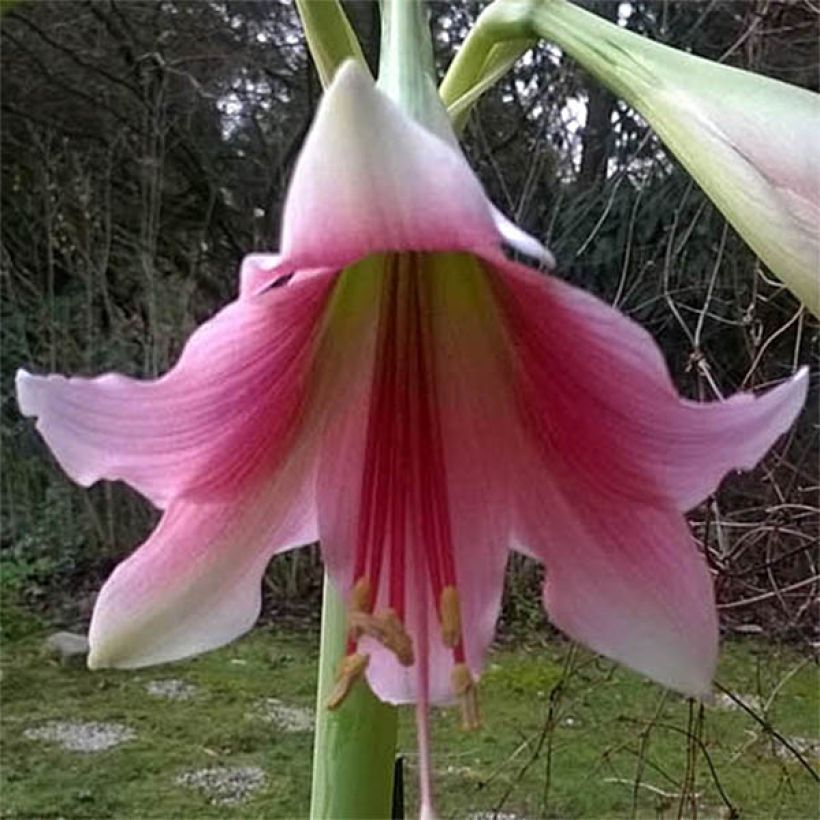 Hippeastrum Misty - Ritterstern (Flowering)