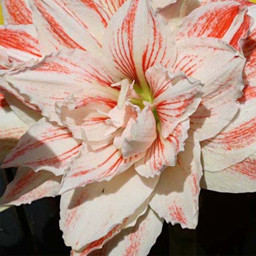 Hippeastrum Nymph - Ritterstern (Flowering)