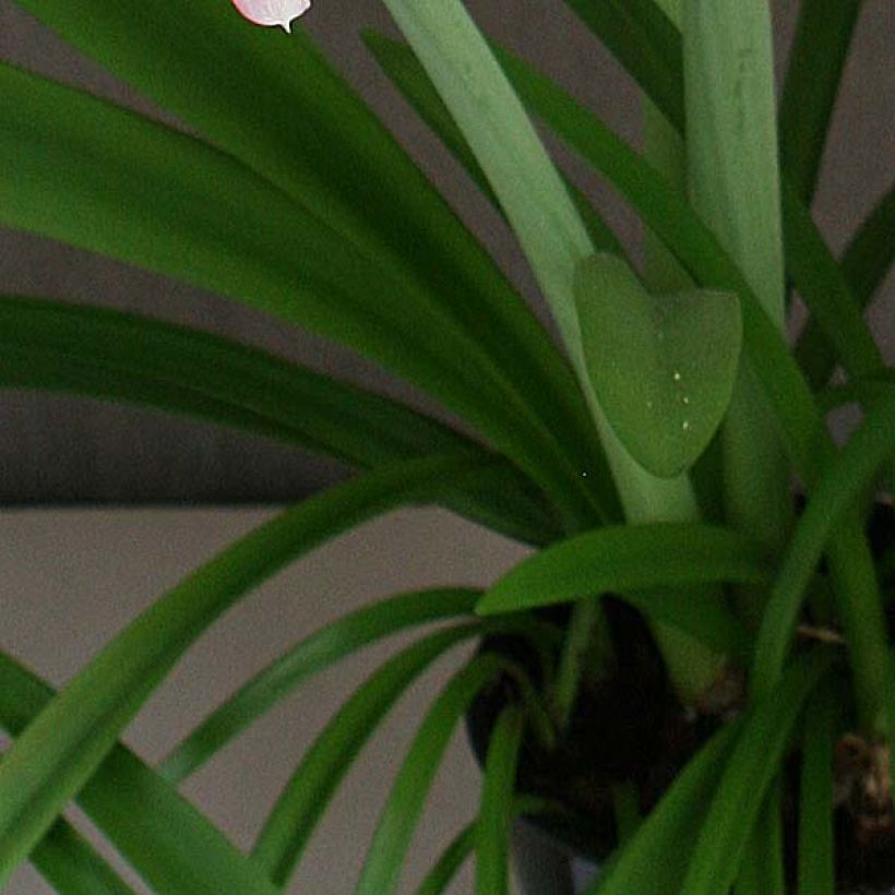 Hippeastrum Pink Rascal - Ritterstern (Foliage)