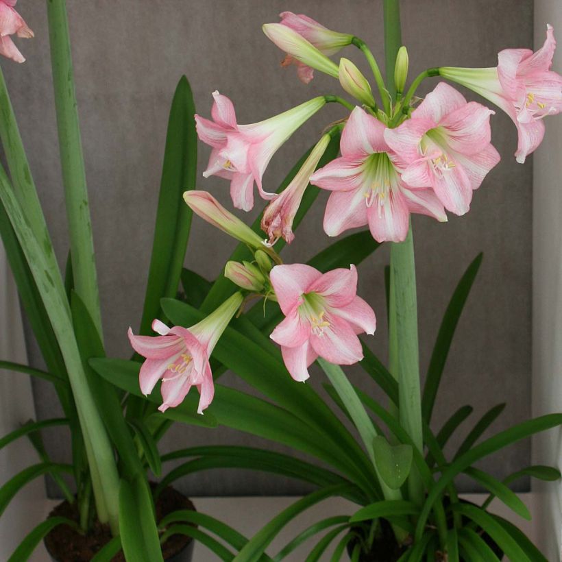 Hippeastrum Pink Rascal - Ritterstern (Plant habit)