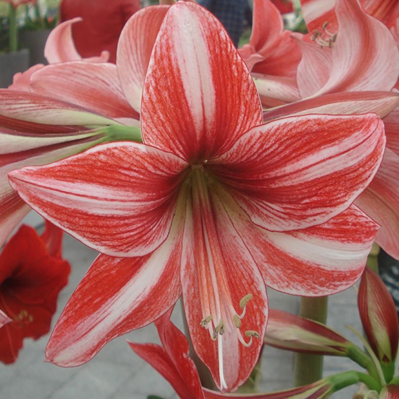 Hippeastrum Pyjama Party - Ritterstern (Flowering)