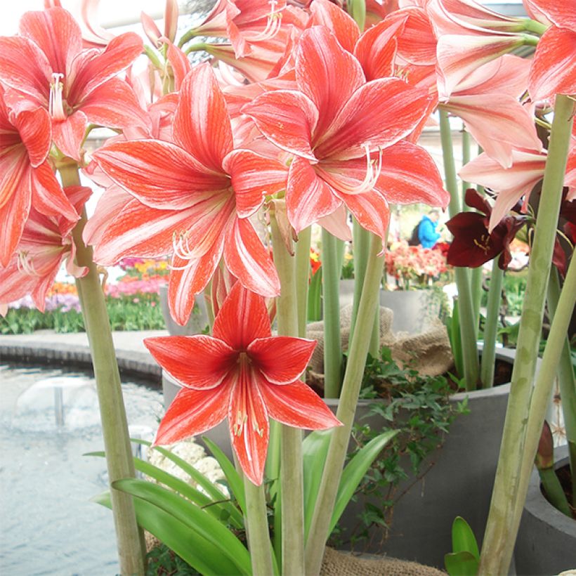 Hippeastrum Pyjama Party - Ritterstern (Plant habit)