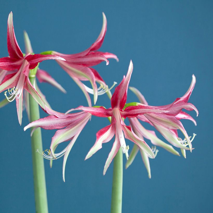 HIppeastrum Cybister Quito - Ritterstern (Flowering)