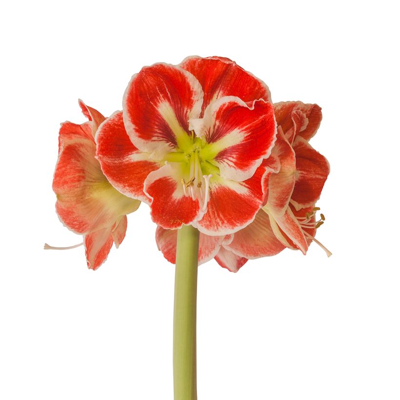 Hippeastrum Samba - Ritterstern (Flowering)