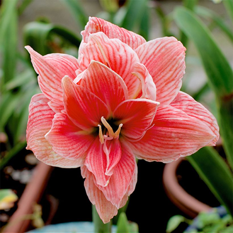 Hippeastrum Sweet Nymph - Ritterstern (Flowering)