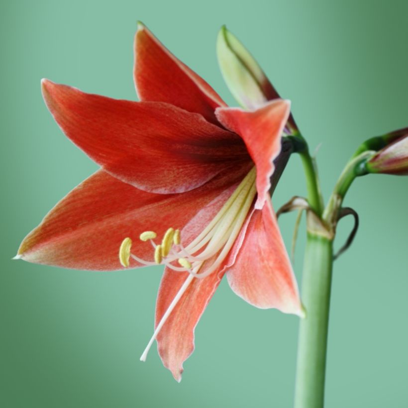 Hippeastrum Tierra - Ritterstern (Flowering)