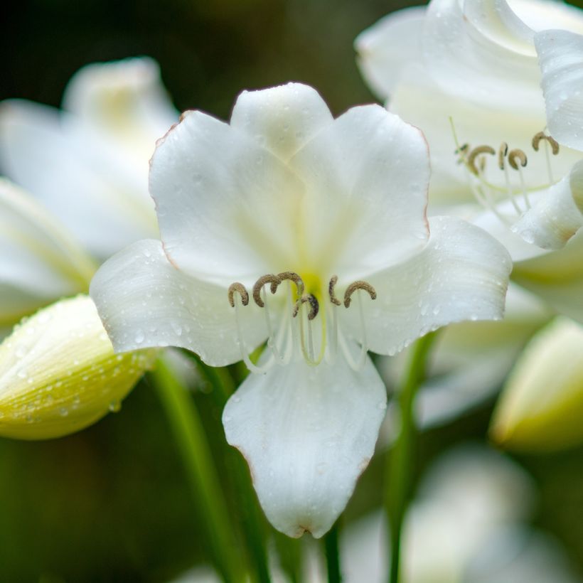 Amaryllis belladonna Alba - Belladonnalilie (Flowering)