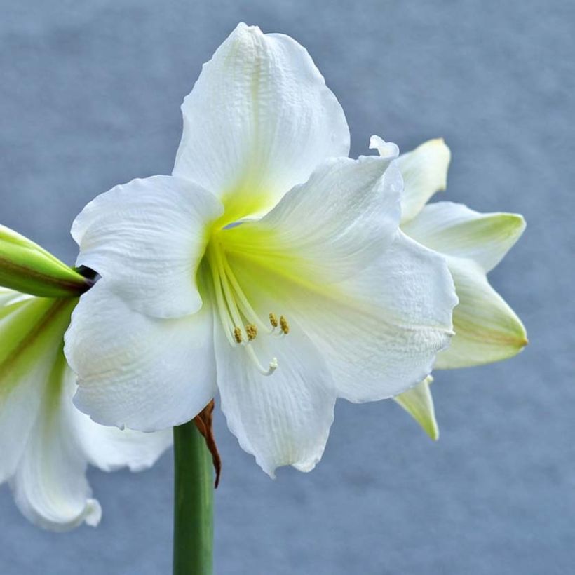 Amaryllis belladonna Ludwig Dazzler - Belladonnalilie (Flowering)