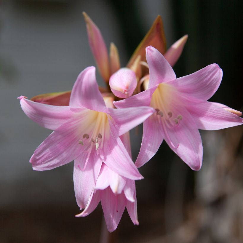 Amaryllis belladonna - Belladonnalilie (Flowering)
