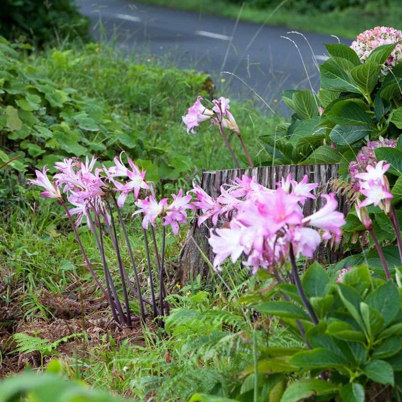 Amaryllis belladonna - Belladonnalilie (Plant habit)