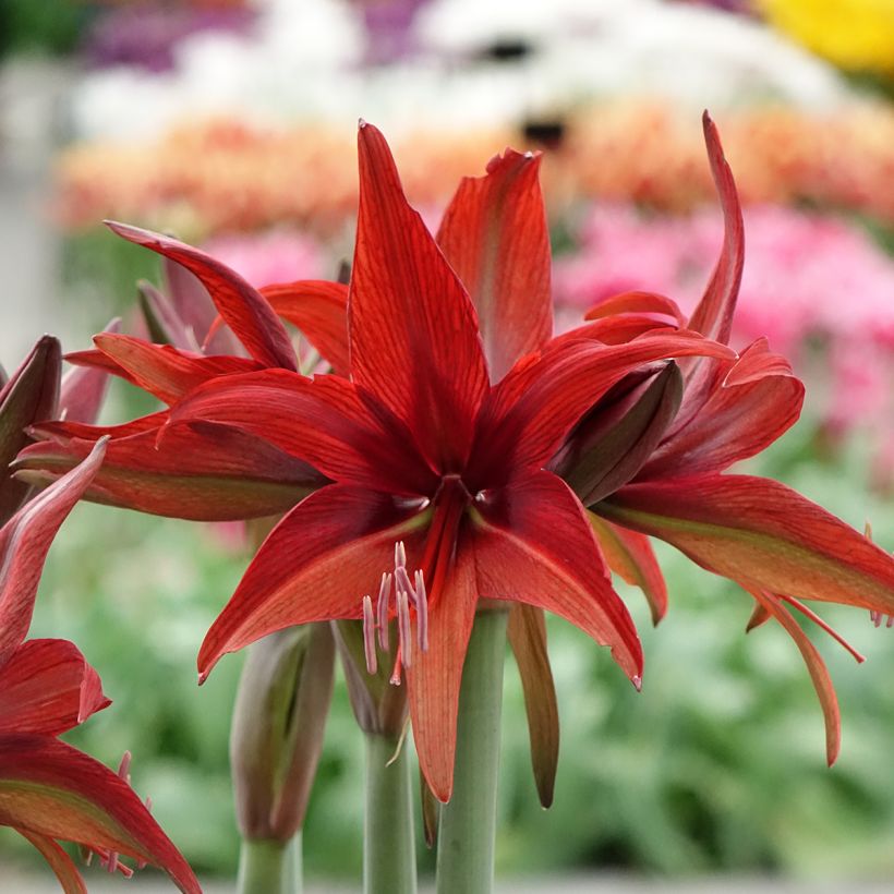 Hippeastrum Cybester Bogota - Ritterstern (Flowering)