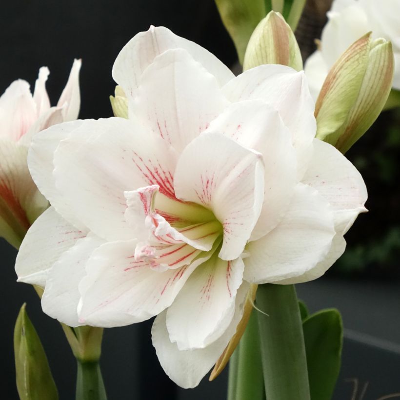 Hippeastrum Aquaro - Ritterstern (Flowering)