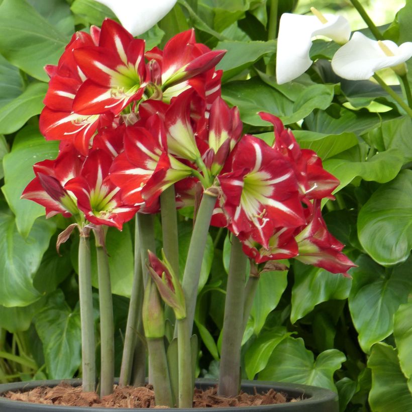Hippeastrum sonatini Balentino - Ritterstern (Plant habit)