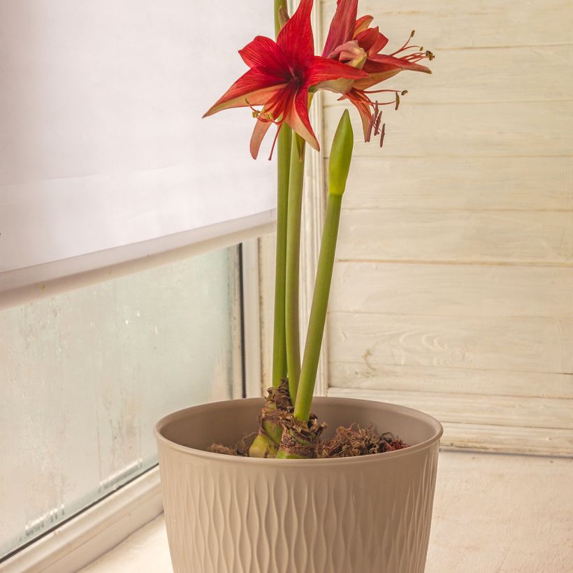 Hippeastrum Cybester Bogota - Ritterstern (Plant habit)