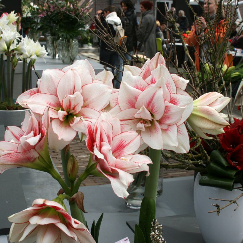 Amaryllis double Elvas (Wuchs)