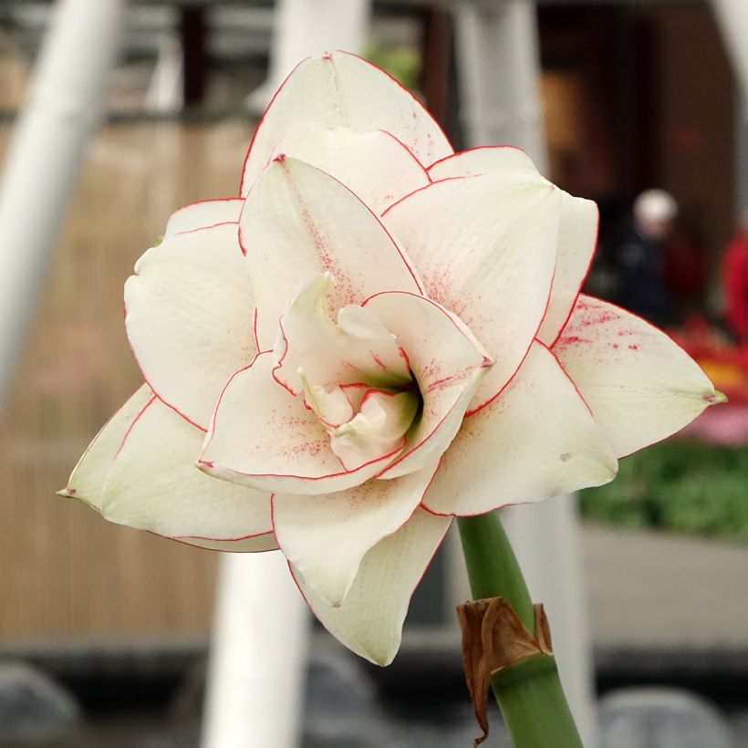 Amaryllis double Elvas (Blüte)