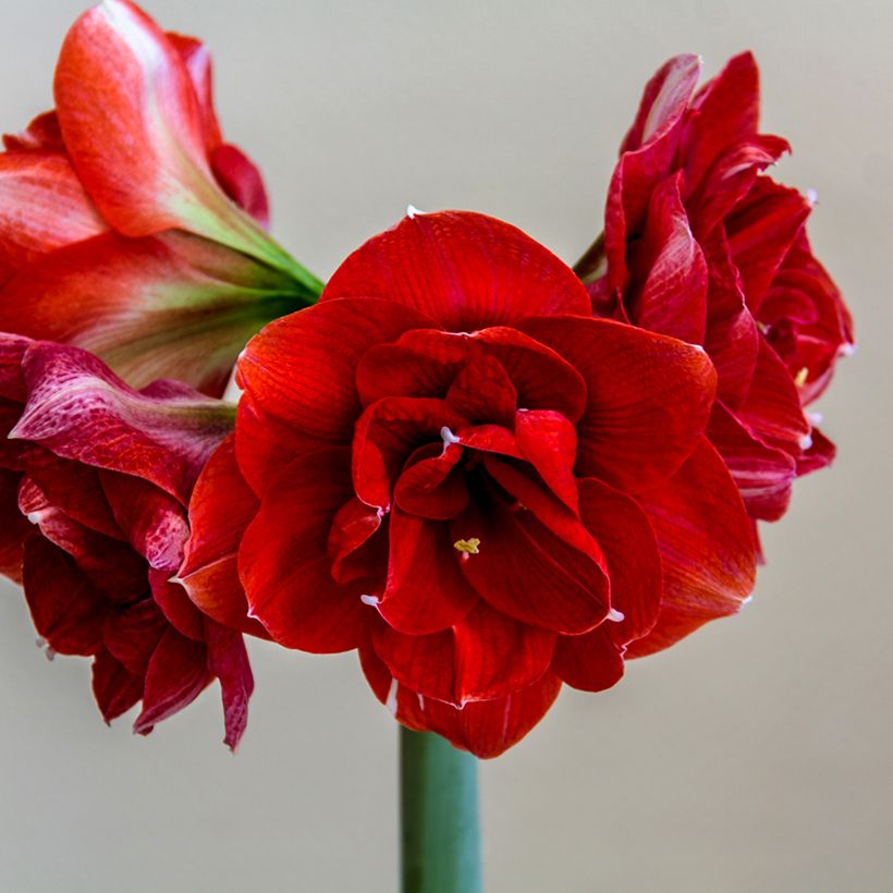 Hippeastrum Double Dragon -  Ritterstern (Flowering)