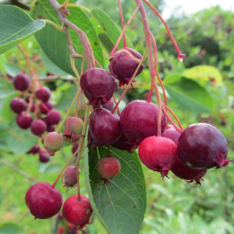 Amelanchier laevis Ballerina - Kahle Felsenbirne (Harvest)
