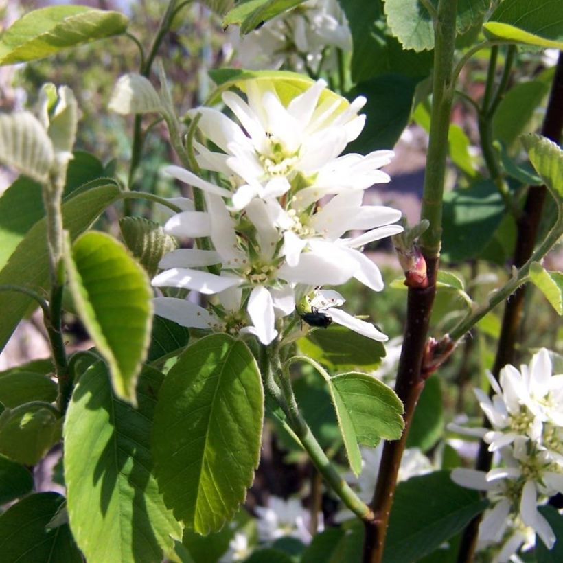 Amelanchier alnifolia Obelisk - Erlenblättrige Felsenbirne (Flowering)