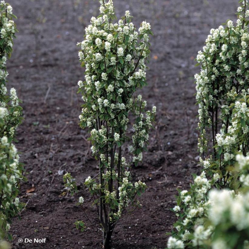 Amelanchier alnifolia Obelisk - Erlenblättrige Felsenbirne (Plant habit)