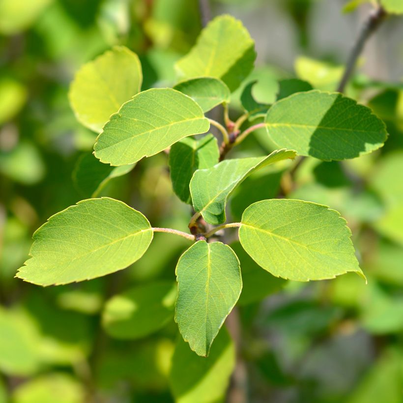 Amelanchier alnifolia Obelisk - Erlenblättrige Felsenbirne (Foliage)