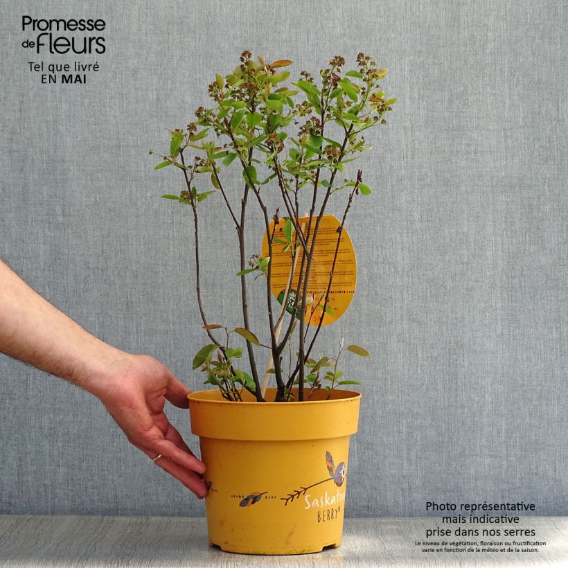 Exemplar von Erlenblättrige Felsenbirne Saskatoon Berry - Amelanchier alnifolia Topf mit 4L/5L wie im Frühjahr geliefert