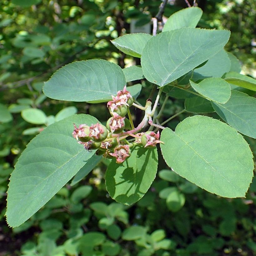Amelanchier canadensis - Kanadische Felsenbirne (Foliage)