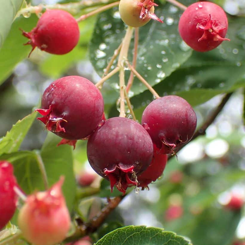 Amelanchier canadensis - Kanadische Felsenbirne (Harvest)