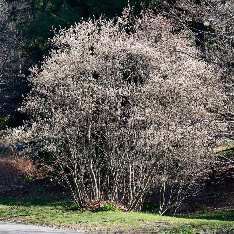 Amelanchier canadensis - Kanadische Felsenbirne (Plant habit)