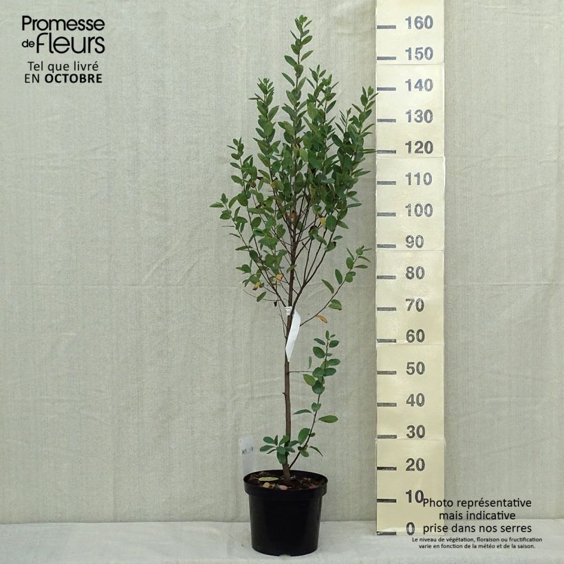Example of Amelanchier canadensis Rainbow Pillar - Kanadische Felsenbirne Topf mit 4L/5L as you get in automne